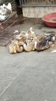 1613979550506.webm