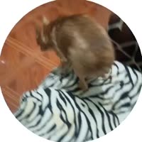 1753659325060.mp4