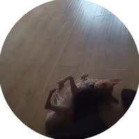 1753659325061.mp4
