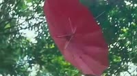 .webm