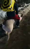 1730912151554.mp4