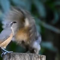 когдапытаешьсяпознакомитьсясдевушкой.mp4