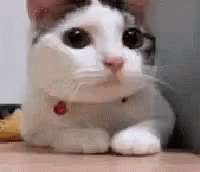 no-cat.gif