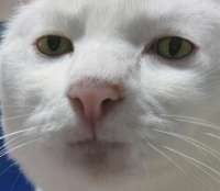 serious-cat-v0-m6fn4mvzvkhd1.webp