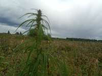 IMG20250722133518.jpg