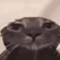 408faf231bc1282058888c9bc99d1c15.jpg