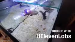 17356123701890.mp4