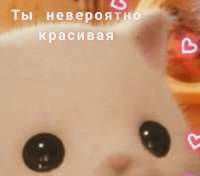 кот 11.jpg