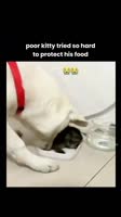 VID20250901190312489.mp4