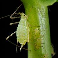 Acyrthosiphonpisum(peaaphid)-PLoS.jpg