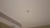 Паук.webm