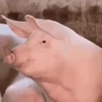 Нiхуя собi!.mp4