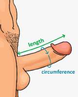 Erectpenismeasurement.png