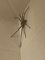 finally-got-a-pic-of-one-of-the-pantropical-huntsman-v0-9f05np42ww2b1.webp