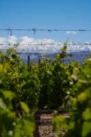 Vineyards+with+snowcap+mountains+in+background+Mendoza+Argentina.jfif