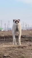 17468772782200.mp4