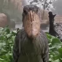 17453411955730.webm