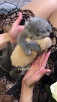 17444297185621.mp4