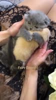 17444297185621.mp4