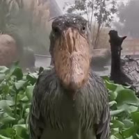 17453411955730.webm