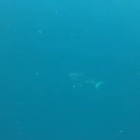 Virginia Beach spearfisherman captures encounter with great white shark during Outer Banks dive.mp4
