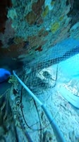 Come fishing lobster..mp4