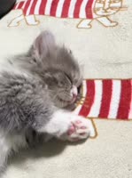 17454414719890.webm