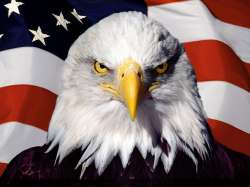 AnimalsBirdsEagleonthebackgroundoftheAmericanflag049771-3085667951.jpg