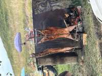 IMG5933.jpeg