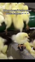 1719948401095.mp4