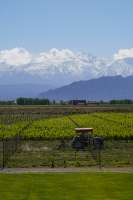 Tractor+working+in+vineyard+Mendoza+Argentina.jfif