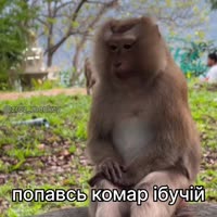 17537046968930.mp4