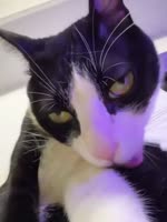 17565270602891.webm