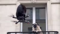 drone cat.mp4