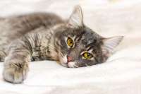 cat-with-yellow-eyes-laying-in-bed-SW.jpg