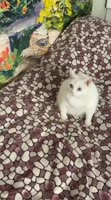 кот блюет.mp4