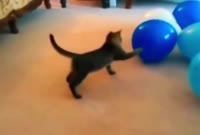кот лопает шары.mp4