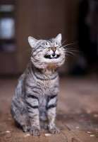 laught cat 14-43-56.jpg
