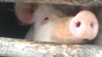 15646829253660.webm