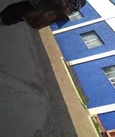 1746994626986.mp4
