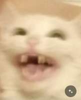 laugh-kot.jpg