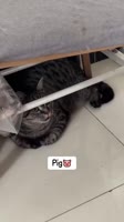 gatto.mp4