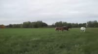 17556766282400.webm