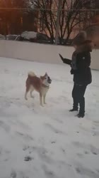 22677186269208494012276367605.mp4