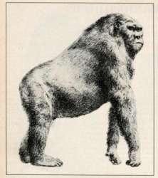 gigantopithecus.statja-1.jpg