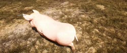 56467.mp4