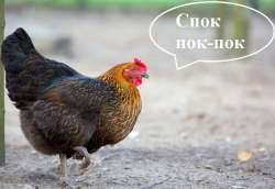 зоб.jpg
