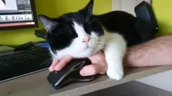 ap5wYdB460svav1.webm