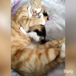 ag5DoYv460svav1.webm