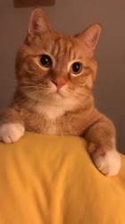 aPREODP460svav1.webm